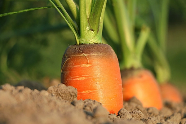 carottes de Loos-en-Gohelle