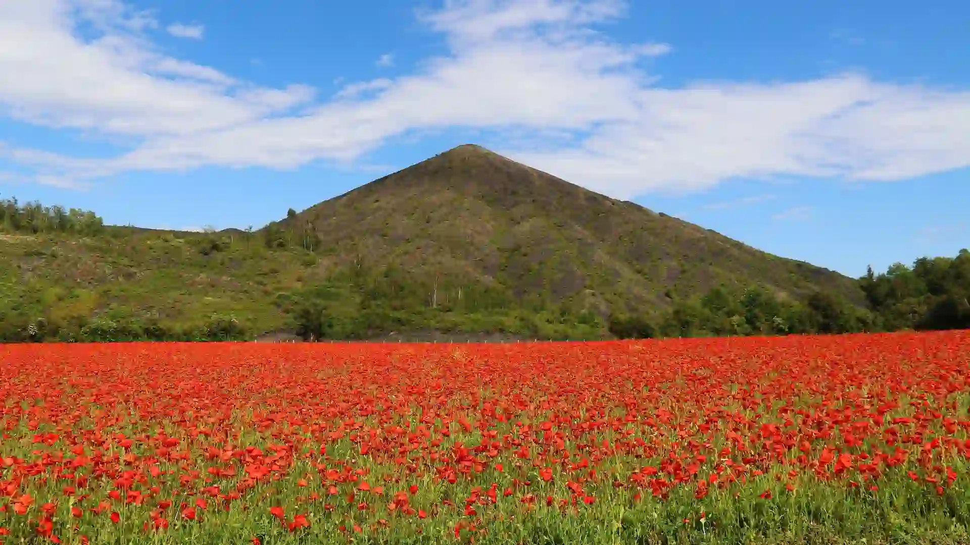 Terril de Loos-en-Gohelle et champs de coquelicots